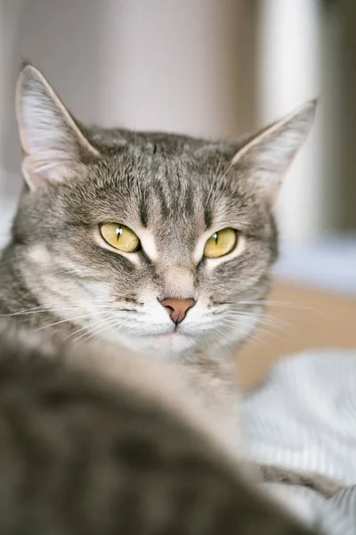 一只带条纹的灰猫 黄眼睛 一只家猫躺在床上 家里的那只猫 兽医诊所 猫的图片 — 图库照片