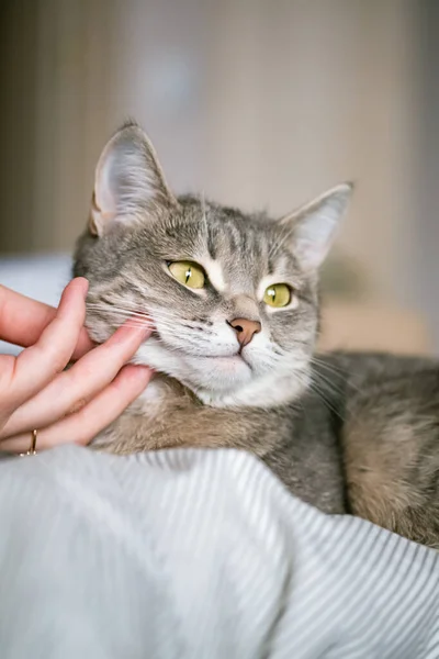 灰色条纹猫躺在床上 女人的手放在灰色的背景上 女主人轻轻地抚摸着她的猫的毛皮 猫与人之间的关系 世界宠物日 — 图库照片