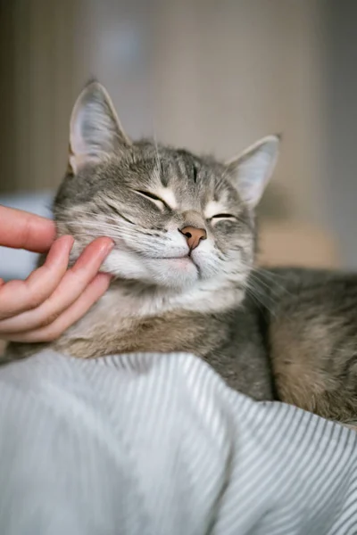 Gato Rayas Grises Yace Cama Con Mano Mujer Sobre Fondo — Foto de Stock