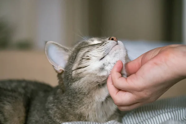 灰色条纹猫躺在床上 女人的手放在灰色的背景上 女主人轻轻地抚摸着她的猫的毛皮 猫与人之间的关系 世界宠物日 — 图库照片