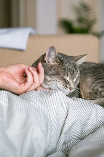 Gri Çizgili Kedi Yatakta Uzanıyor Gri Arka Planda Kadının Eli — Stok fotoğraf