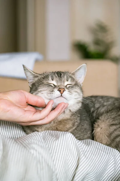 Grijze Gestreepte Kat Ligt Bed Het Bed Met Hand Van — Stockfoto