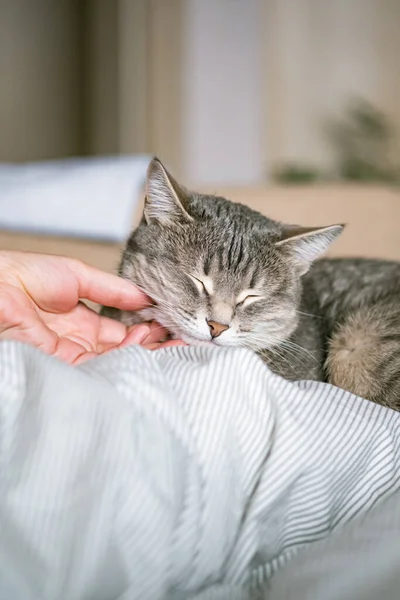 Gato Rayas Grises Yace Cama Con Mano Mujer Sobre Fondo —  Fotos de Stock