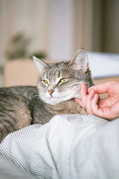 灰色の縞模様の猫は 灰色の背景に女性の手でベッドの上に横たわっています ホステスは優しく毛皮の上に彼女の猫をストロークします 猫と人との関係 世界ペットの日 — ストック写真