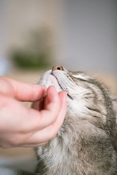 Grijze Gestreepte Kat Ligt Bed Het Bed Met Hand Van — Stockfoto