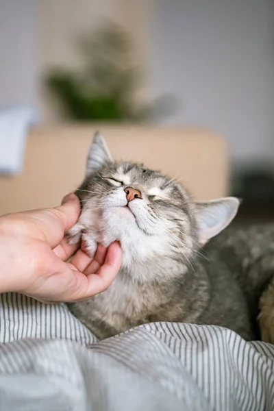 Gri çizgili kedi yatakta uzanıyor. Gri arka planda kadının eli var. Ev sahibi nazikçe kedisini kürkünde okşar. Bir kedi ve bir insan arasındaki ilişki. Dünya Evcil Hayvan Günü
