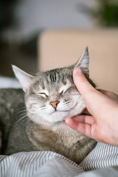 Gato Rayas Grises Yace Cama Con Mano Mujer Sobre Fondo — Foto de Stock