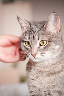 Gri çizgili kedi kadın eliyle yatakta yatıyor. Ev sahibi nazikçe kedisini kürkünde okşar. Bir kedi ve bir insan arasındaki ilişki. Dünya Evcil Hayvan Günü.