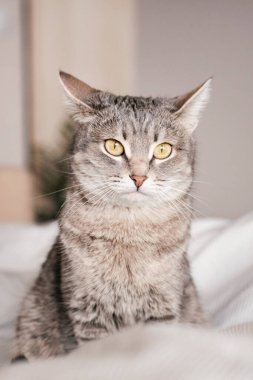 Sarı gözlü çizgili gri bir kedi. Evcil bir kedi yatakta yatıyor. Evin içindeki kediyi diyorum. Veteriner klinikleri için görüntü, kedilerle ilgili siteler. Dünya Kedi Günü.