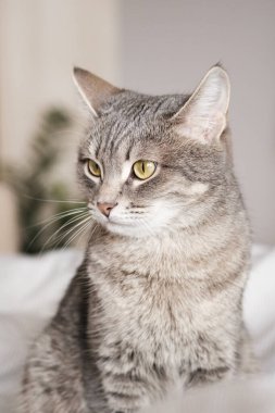 Sarı gözlü çizgili gri bir kedi. Evcil bir kedi yatakta yatıyor. Evin içindeki kediyi diyorum. Veteriner klinikleri için görüntü, kedilerle ilgili siteler. Dünya Kedi Günü.