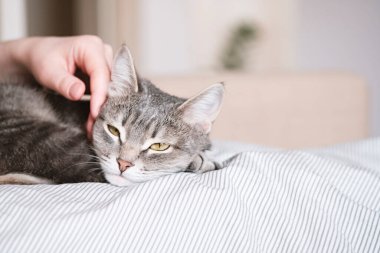 Gri çizgili kedi yatakta uzanıyor. Gri arka planda kadının eli var. Ev sahibi nazikçe kedisini kürkünde okşar. Bir kedi ve bir insan arasındaki ilişki. Dünya Evcil Hayvan Günü