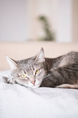 Evcil çizgili gri bir kedi yatakta uyuyor. Evin içindeki kediyi diyorum. Veteriner klinikleri için görüntü, kedilerle ilgili siteler. Dünya Kedi Günü.