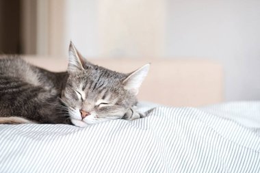 Evcil çizgili gri bir kedi yatakta uyuyor. Evin içindeki kediyi diyorum. Veteriner klinikleri için görüntü, kedilerle ilgili siteler. Dünya Kedi Günü.