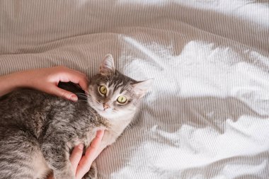 Gri çizgili kedi kadın eliyle yatakta yatıyor. Ev sahibi nazikçe kedisini kürkünde okşar. Bir kedi ve bir insan arasındaki ilişki. Dünya Evcil Hayvan Günü.