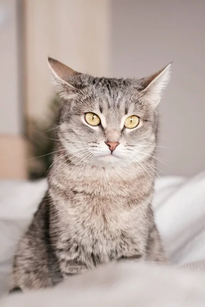 A striped gray cat with yellow eyes. A domestic cat lies on the bed. The cat in the home interior. Image for veterinary clinics, sites about cats. World Cat Day.