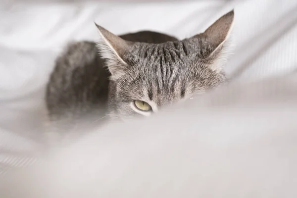 Chat Gris Rayé Domestique Caché Derrière Une Couverture Chat Intérieur — Photo