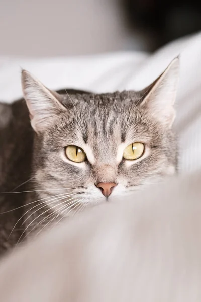Randig Grå Katt Med Gula Ögon Tamkatt Ligger Sängen Katten — Stockfoto