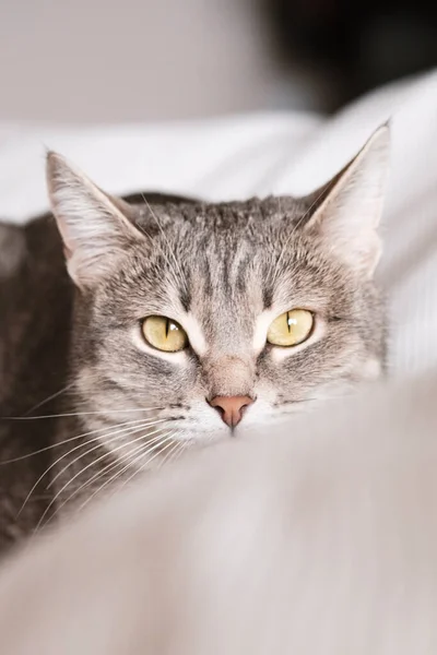 Gato Cinza Listrado Com Olhos Amarelos Gato Doméstico Jaz Cama — Fotografia de Stock