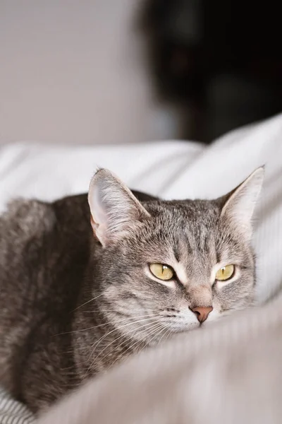 Sarı Gözlü Çizgili Gri Bir Kedi Evcil Bir Kedi Yatakta — Stok fotoğraf