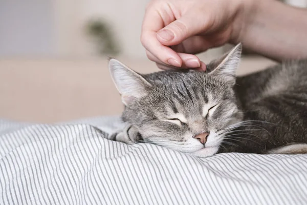 줄무늬 고양이는 침대에 여자의 여주인은 고양이를 부드럽게 쓰다듬어 줍니다 고양이와 — 스톡 사진