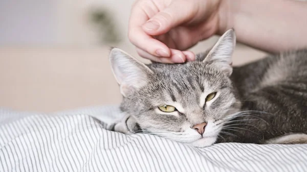 灰色条纹猫躺在床上 女人的手放在灰色的背景上 女主人轻轻地抚摸着她的猫的毛皮 猫与人之间的关系 世界宠物日 — 图库照片