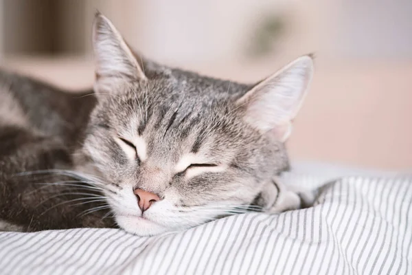 Evcil Çizgili Gri Bir Kedi Yatakta Uyuyor Evin Içindeki Kediyi — Stok fotoğraf