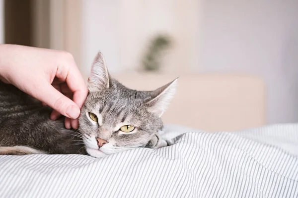 灰色条纹猫躺在床上 女人的手放在灰色的背景上 女主人轻轻地抚摸着她的猫的毛皮 猫与人之间的关系 世界宠物日 — 图库照片