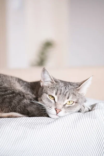 Domestic Striped Gray Cat Sleep Bed Cat Home Interior Image — Stock Photo, Image