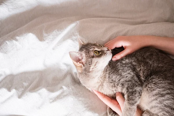 那只灰色条纹猫用女人的手躺在床上 女主人轻轻地抚摸着她的猫的毛皮 猫与人之间的关系 世界宠物日 — 图库照片