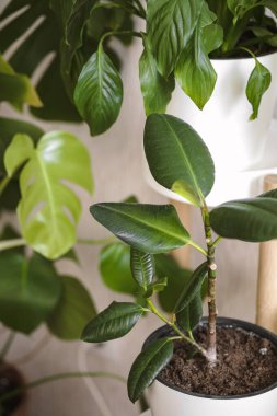 Ficus elastik bitki kauçuk ağacı beyaz çiçek saksısında hafif arka planda duruyor. Ev bitkileri bakım konsepti. Modern asgari yaratıcı ev dekorasyonu konsepti, bahçe odası