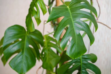 Monstera ya da İsviçre Peynir bitkisinin yakın plan yaprakları. Monstera bitkisi olan modern ev bitkileri, en az yaratıcı ev dekorasyonu konsepti, bahçe odası konsepti.