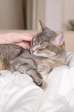 Gri çizgili kedi yatakta uzanıyor. Gri arka planda kadının eli var. Ev sahibi nazikçe kedisini kürkünde okşar. Bir kedi ve bir insan arasındaki ilişki. Dünya Evcil Hayvan Günü