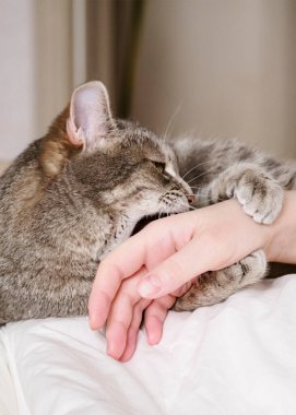 Saldırgan gri kedi sahiplerine saldırdı. Güzel kedi kadın eliyle oynuyor.