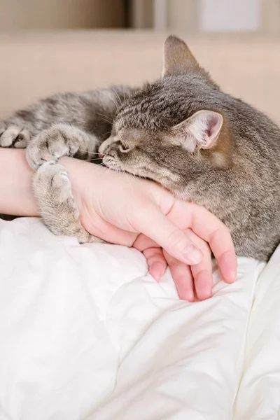 Aggressive gray cat attacked the owners hand. Beautiful cute cat playing with woman hand