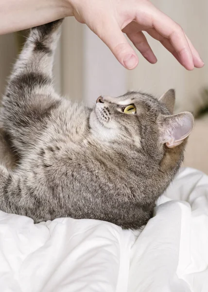 Aggressive gray cat attacked the owners hand. Beautiful cute cat playing with woman hand