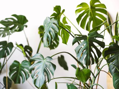 Beyaz arka planda Monstera Deliciosa ya da İsviçre peyniri bitkisi. Şık ve minimalist şehir içi..