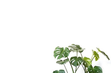Beyaz arka planda Monstera Deliciosa ya da İsviçre peyniri bitkisi. Şık ve minimalist şehir içi ormanı. Boş beyaz duvar ve kopyalama alanı.