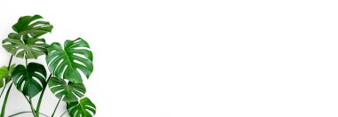 Beyaz arka planda Monstera Deliciosa ya da İsviçre peyniri bitkisi. Şık ve minimalist şehir içi ormanı. Boş beyaz duvar ve kopyalama alanı. Site için pankart