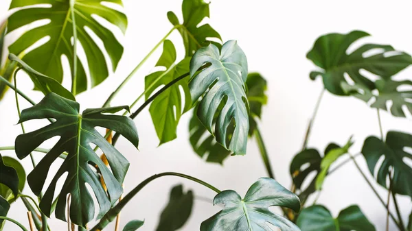 Beyaz arka planda Monstera Deliciosa ya da İsviçre peyniri bitkisi. Şık ve minimalist şehir içi..