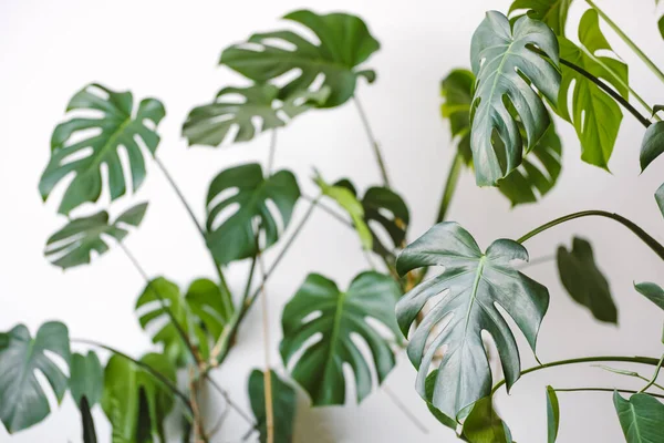 Monstera deliciosa or Swiss cheese plant on a white background. Stylish and minimalistic urban jungle interior.