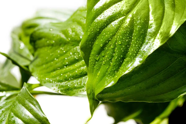 Spathiphyllum Wallisei yapraklarını (Barış Zambağı) suladıktan sonra su damlalarıyla yakın çekim yapın. Ev konseptinde havayı arındıran ev bitkileri. Yeşil soyut doku, doğal arkaplan, tropikal yapraklar