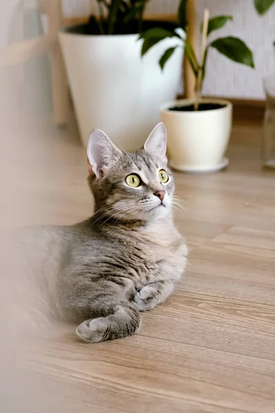 Hermoso Gato Gris Adulto Yace Suelo Apartamento Sobre Fondo Flores —  Fotos de Stock