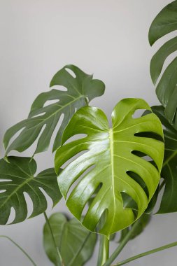 Monstera deliciosa ya da gri arka planda İsviçre peyniri bitkisi. Şık ve minimalist şehir içi..