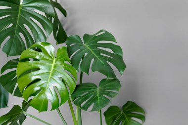 Monstera deliciosa ya da gri arka planda İsviçre peyniri bitkisi. Şık ve minimalist şehir içi..