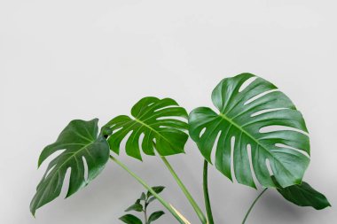 Monstera deliciosa ya da gri arka planda İsviçre peyniri bitkisi. Şık ve minimalist şehir içi..