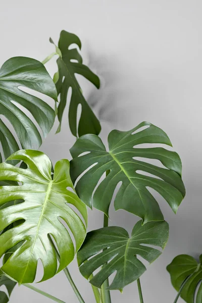 Monstera Deliciosa Planta Queso Suizo Sobre Fondo Gris Elegante Minimalista — Foto de Stock