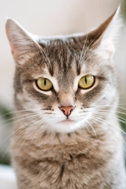 Sarı gözlü çizgili gri bir kedi. Evcil bir kedi gri yatakta oturur. Evin içindeki kediyi diyorum. Veteriner klinikleri için görüntü, kedilerle ilgili siteler. Seçici odak