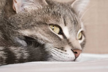 Sarı gözlü çizgili gri bir kedi. Yatağın üzerinde evcil bir kedi. Evin içindeki kediyi diyorum. Veteriner klinikleri için görüntü, kedilerle ilgili siteler. Dünya Kedi Günü. Seçici odak