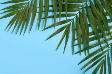 Parlak mavi arka planda yeşil palmiye yaprakları ve metin için yer. Düz yerde, üst tarafta. Kopya alanı ile en az yaz egzotik konsepti