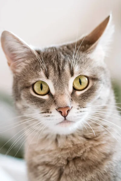 Sarı Gözlü Çizgili Gri Bir Kedi Evcil Bir Kedi Gri — Stok fotoğraf
